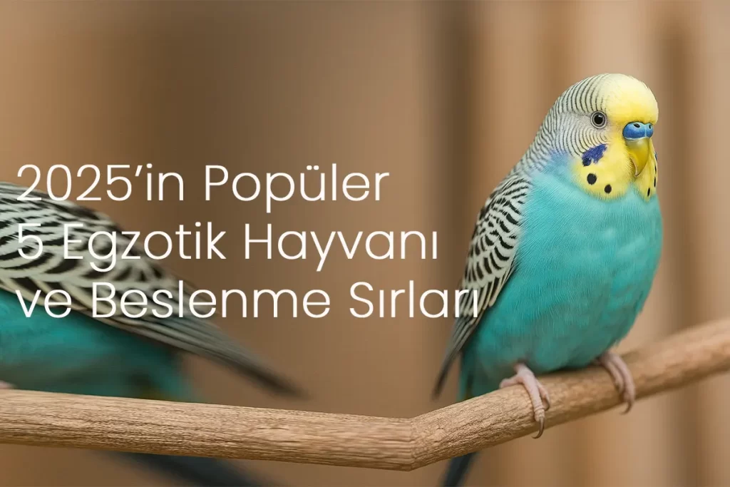 2025’te Türkiye’de Popüler Olan 5 Egzotik Hayvan ve Beslenme Sırları