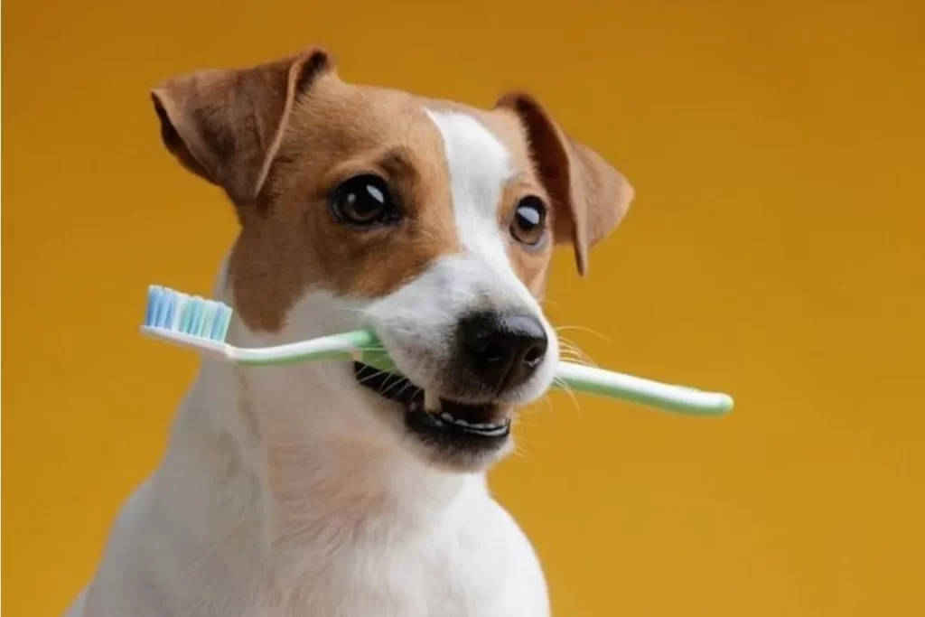 Ağzında diş fırçası tutan sağlıklı ve mutlu bir köpek.
