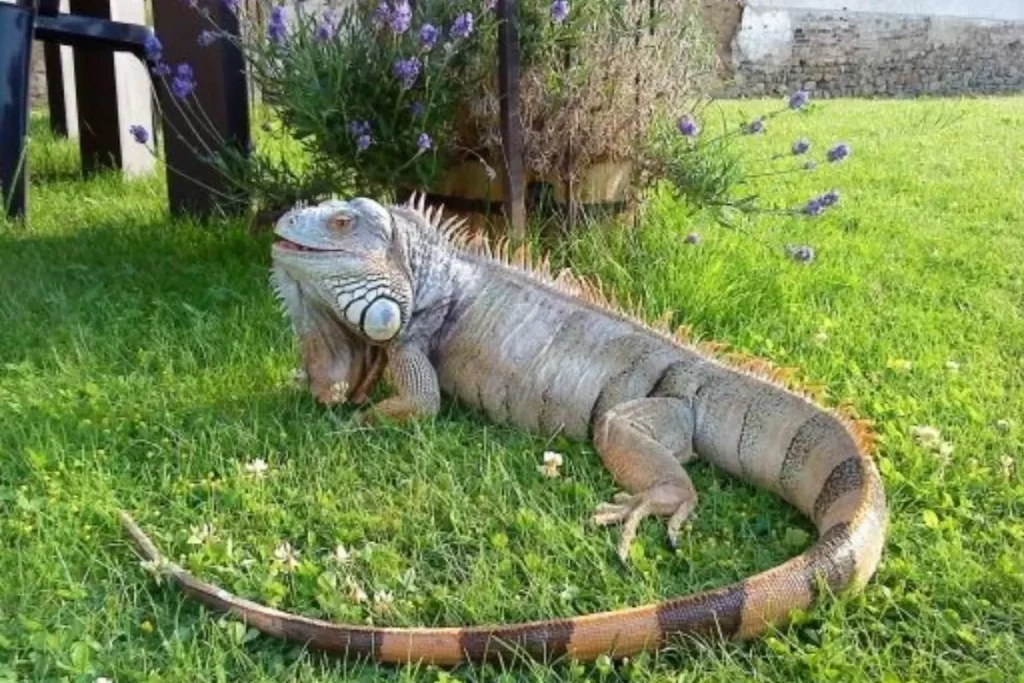 Evin bahçesinde doğal ortamda gezen yeşil iguana
