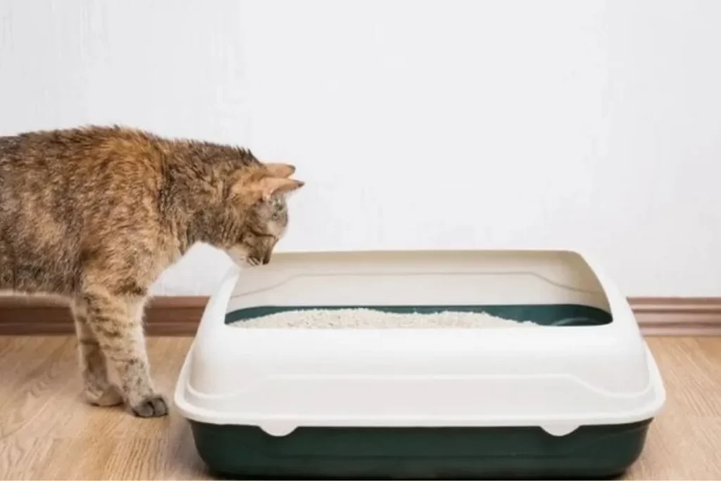 Kedi kum kabının yanında duran kedi