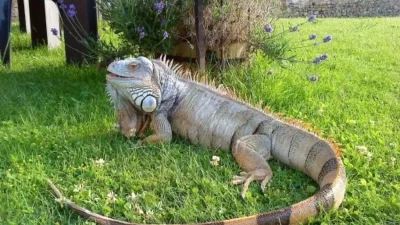 Evin bahçesinde doğal ortamda gezen yeşil iguana