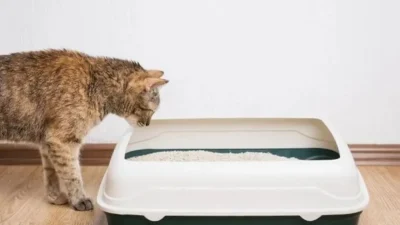 Kedi kum kabının yanında duran kedi