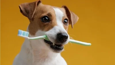 Ağzında diş fırçası tutan sağlıklı ve mutlu bir köpek.