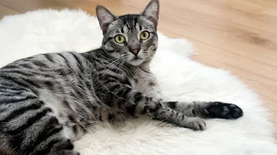 Evde Yaşayan Kedilere Parazit Aşısı Yapılmalı mı?